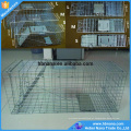 60x18x20cm galvanizado Gaiola recolhível Humane Animal Trap para vendas